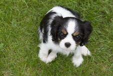 Spaniel Puppy Stock Images