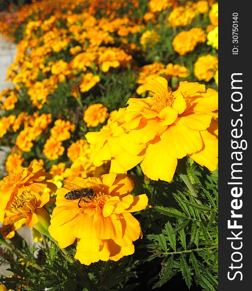 Beautiful flower of tagetes