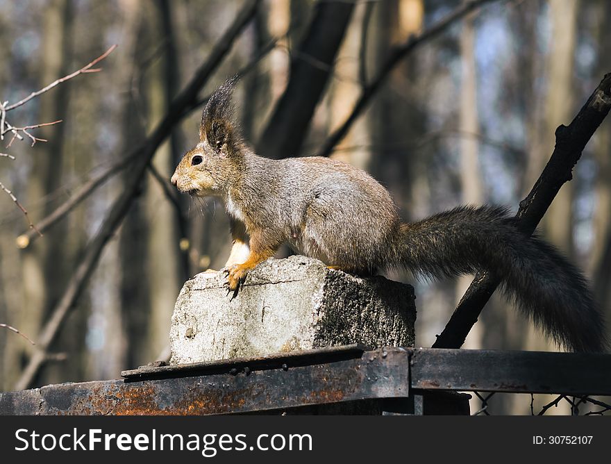 The squirrel sits on a concrete column of a protection. The squirrel sits on a concrete column of a protection.