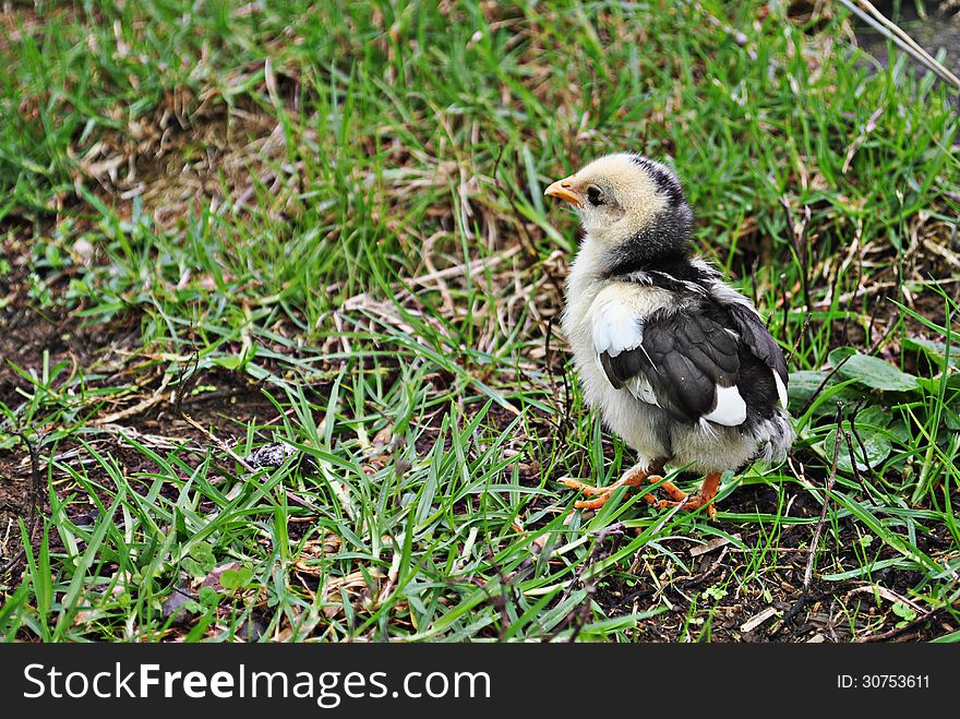 vulnerable black and yellow little baby chicken standing alone on the grass. vulnerable black and yellow little baby chicken standing alone on the grass