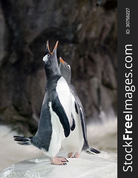 Gentoo Penguin - Pygoscelis papua