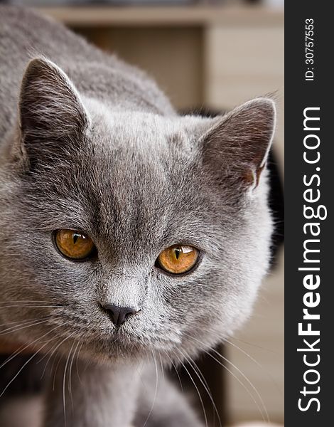 A portrait of a British Blue Cat. A portrait of a British Blue Cat