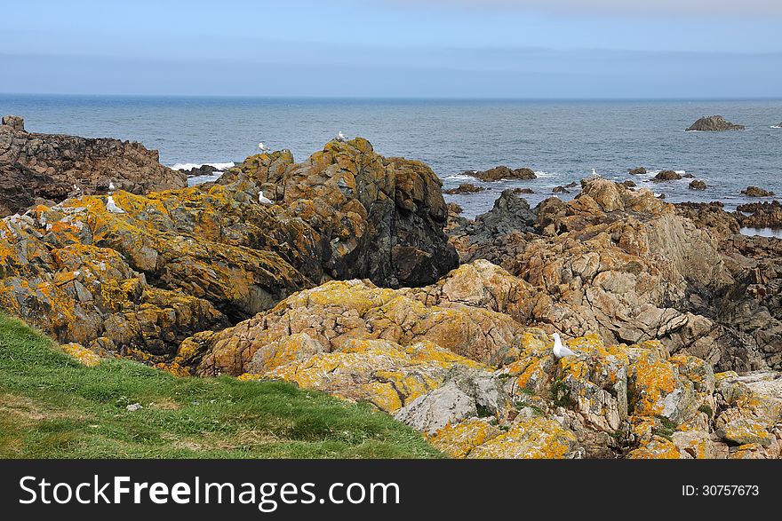 Coastal scene in Guernsey with sea birds on the rocks
