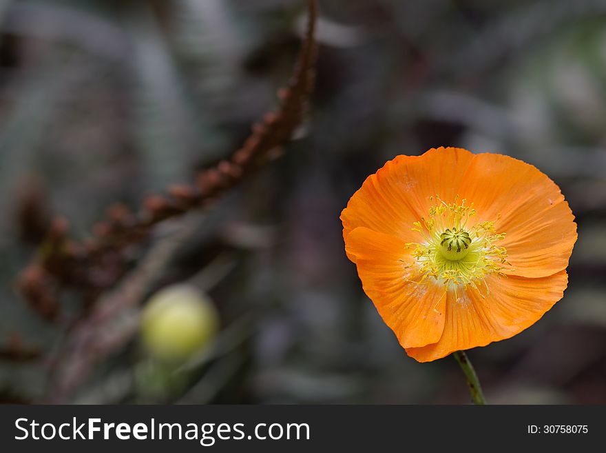 Orange poppy opening bud close up