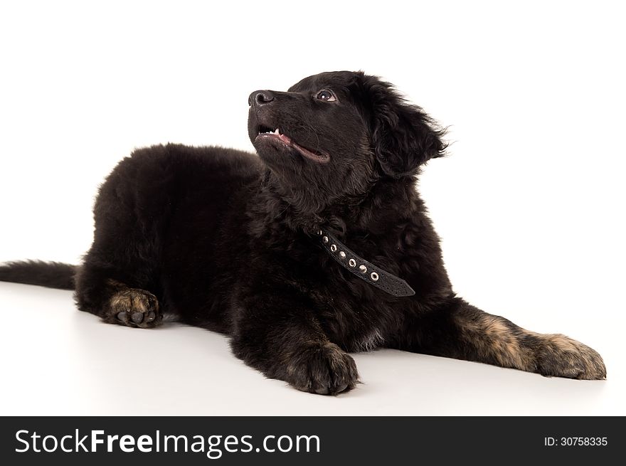 Young black labrador puppy lying