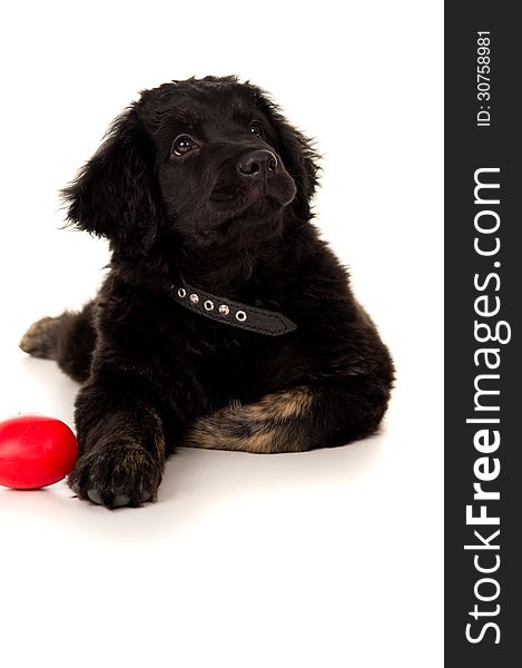 Portrait of a labrador with a toy