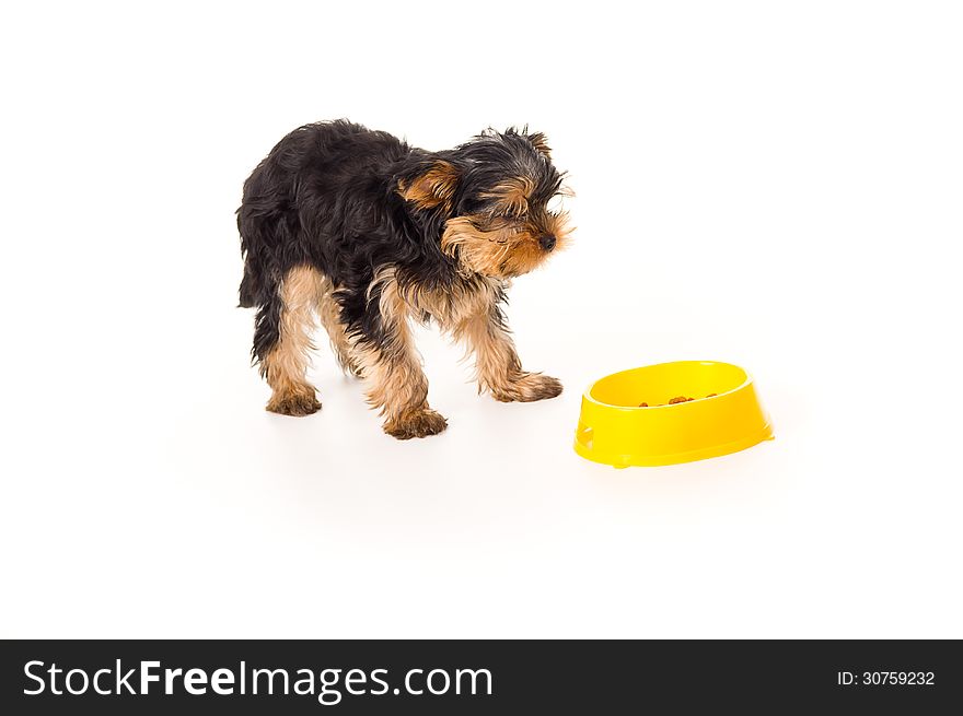 Little puppy yorkshire terriers with a bowl isolated on white background