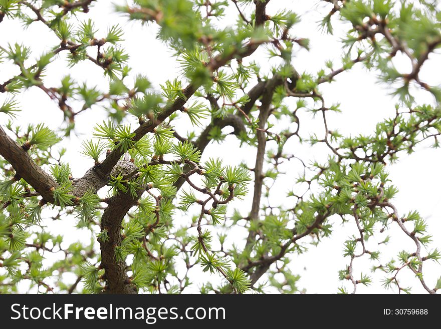 Green larch tree close-up isolated background. Green larch tree close-up isolated background