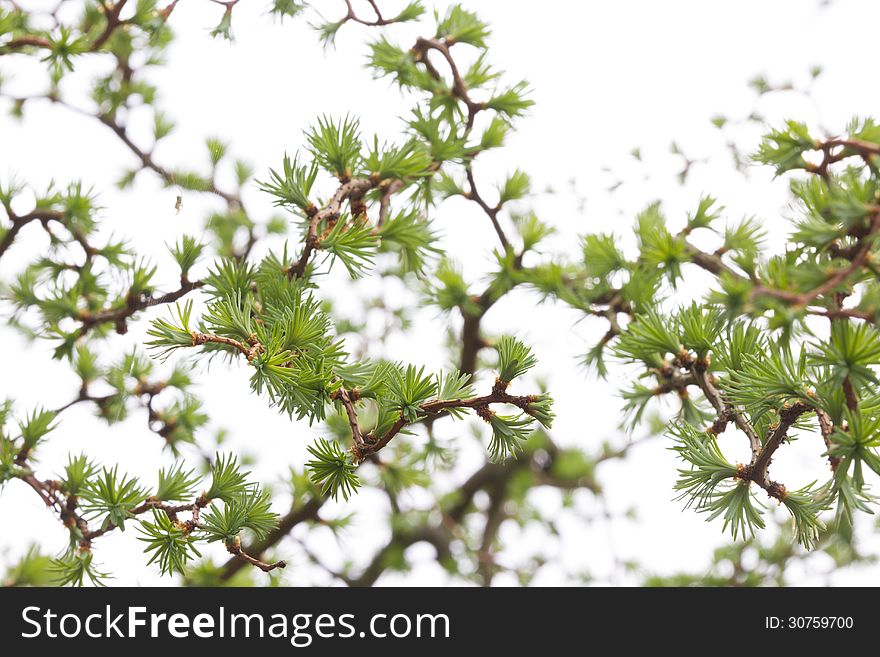 Green larch tree close-up isolated background. Green larch tree close-up isolated background