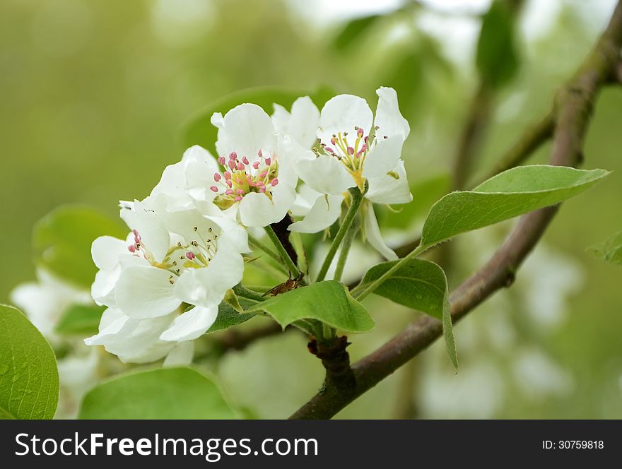 Blossom Of Appletree