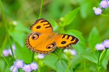 Peacock Pansy Butterfly Royalty Free Stock Image