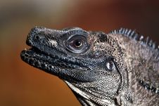 Agama Stock Photography Agama Stock Photography