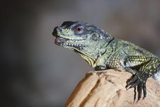 Agama Royalty Free Stock Images Agama Royalty Free Stock Images