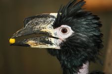 Hornbill Royalty Free Stock Images