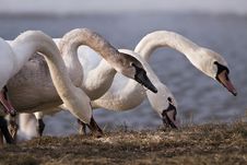 Swan Family Stock Photo