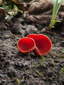 Free Red Fungus Royalty Free Stock Photo - 30767415
