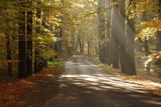 Road In The Autumn. Royalty Free Stock Photo Road In The Autumn. Royalty Free Stock Photo