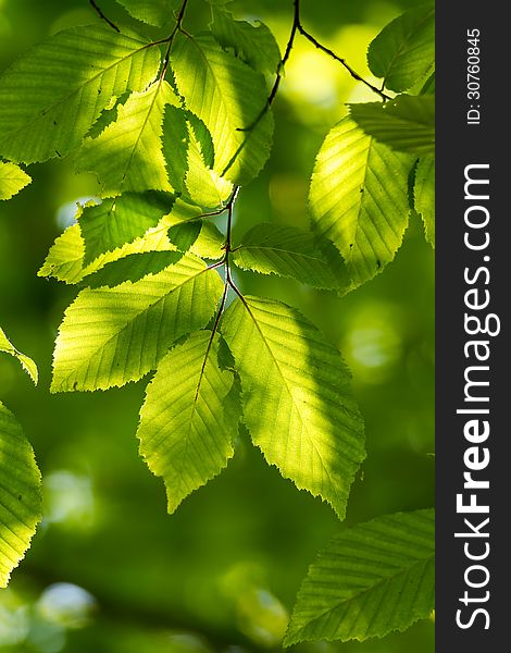 Beautiful, harmonious forest detail, with hornbeam leaves