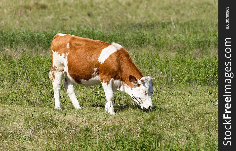 Hungarian cow graze in the pasture