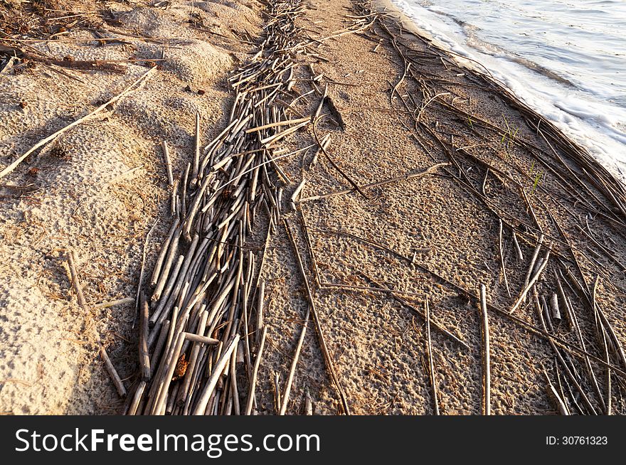 Dry broken reeds on the sands shore of the forest lake