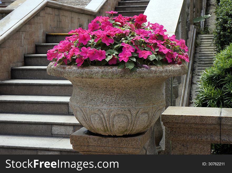 Beautiful potted flower in stone basin. Beautiful potted flower in stone basin.