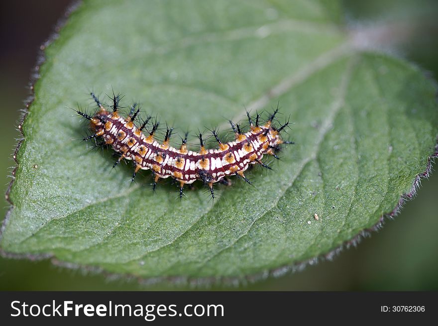 Caterpillar On Green Leaf