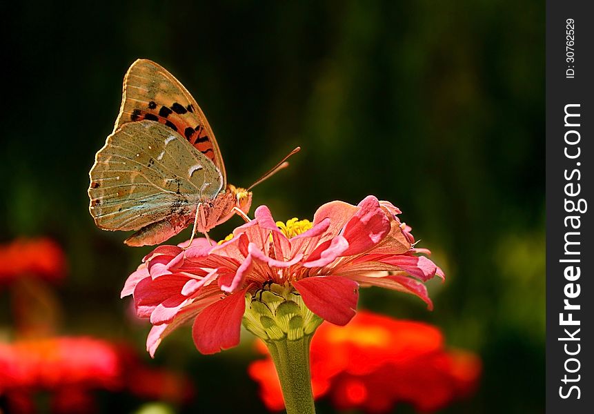 Butterfly pollinating a flower at sunset. Butterfly pollinating a flower at sunset
