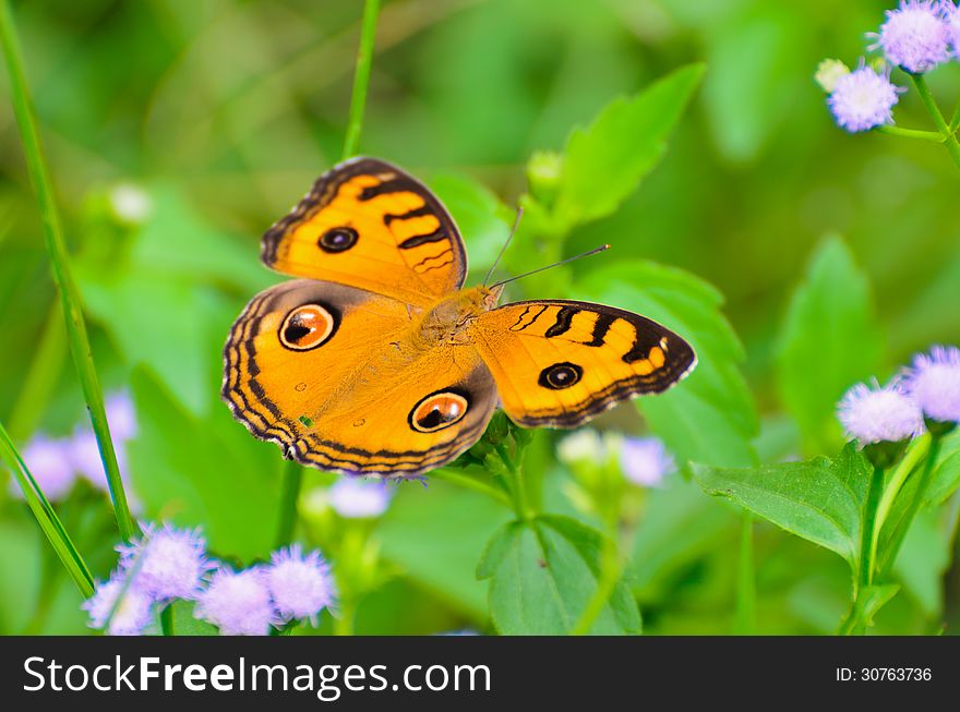 Peacock pansy butterfly (Junonia almana) on top of a bush