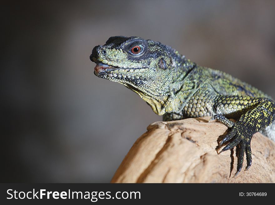 Agama lizard is little that calls Hydrosaurus