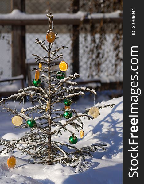 Christmas tree decorated with balls and slices of oranges and lemons, natural green tree growing in nature. traditional attribute of the celebration of Christmas and the New Year in many countries around the world.