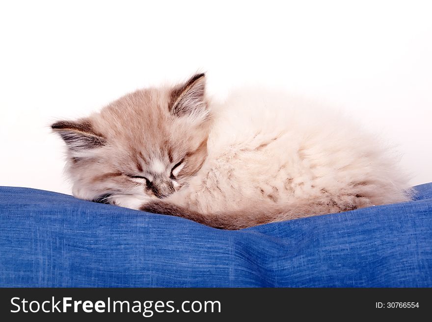 Small kitten sleeping on a blue cloth