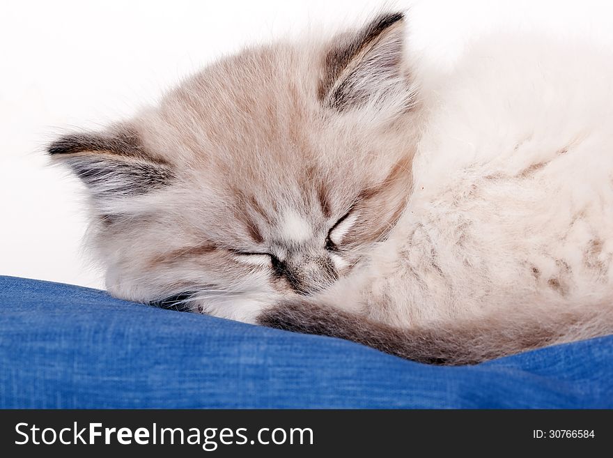 Small kitten sleeping on a blue cloth