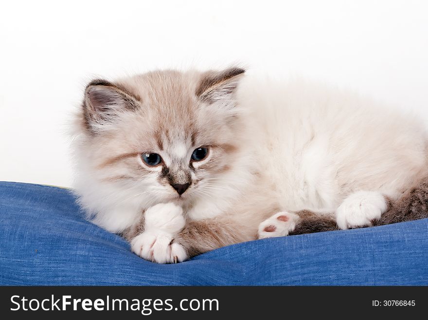 Little kitten lying on blue cloth