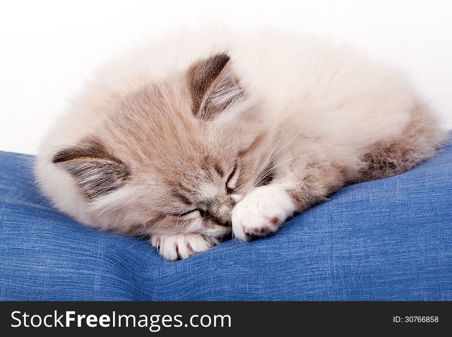 Small kitten sleeping on a blue cloth