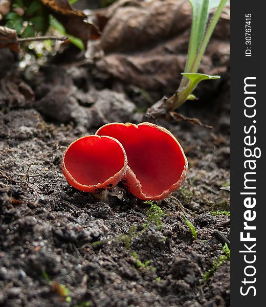 A red cup fungus (Sarcoscypha austriaca) growing in the forest. A red cup fungus (Sarcoscypha austriaca) growing in the forest.