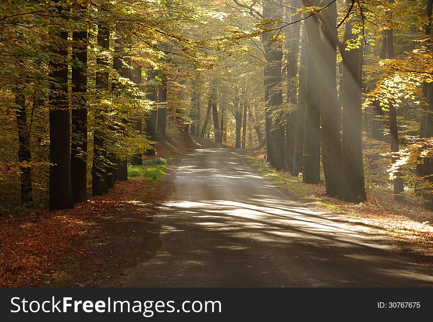 The photograph shows an asphalt road running through the beech forest. It is autumn, the leaves in the trees took a yellow color. On the side of the layer is fallen, brown leaves. Rises above the haze lightened the sun. The photograph shows an asphalt road running through the beech forest. It is autumn, the leaves in the trees took a yellow color. On the side of the layer is fallen, brown leaves. Rises above the haze lightened the sun.