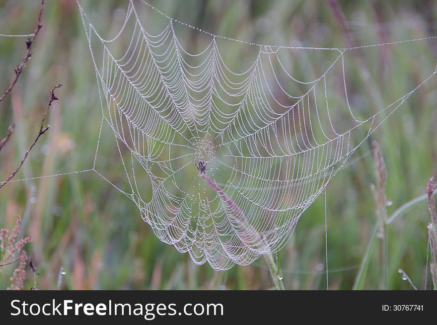 The photograph shows a cobweb stretched a meadow, against the background of grass. In the middle is the spider webs. It's morning, thread cobweb covered with dew drops. The photograph shows a cobweb stretched a meadow, against the background of grass. In the middle is the spider webs. It's morning, thread cobweb covered with dew drops.