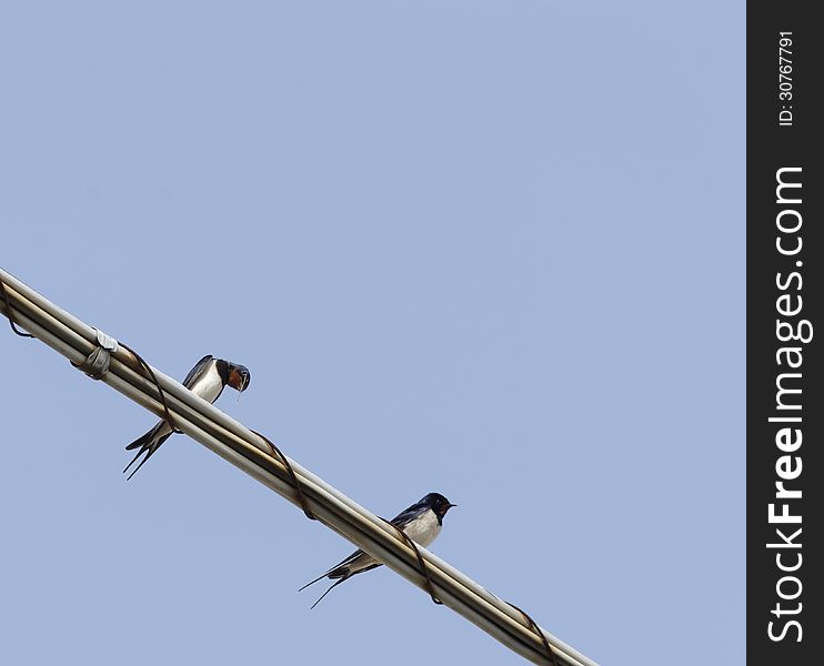 Swallow bird in my town
