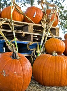 Pumpkins Stock Photo Pumpkins Stock Photo