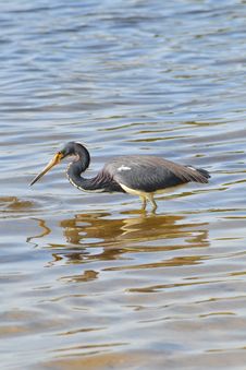 Blue Heron Royalty Free Stock Images Blue Heron Royalty Free Stock Images