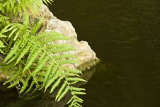Fern And Rock Royalty Free Stock Image