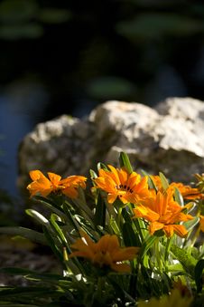 Flower And Rock Stock Photography