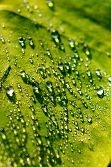 Dew Drop On Green Leaf Royalty Free Stock Photos Dew Drop On Green Leaf Royalty Free Stock Photos