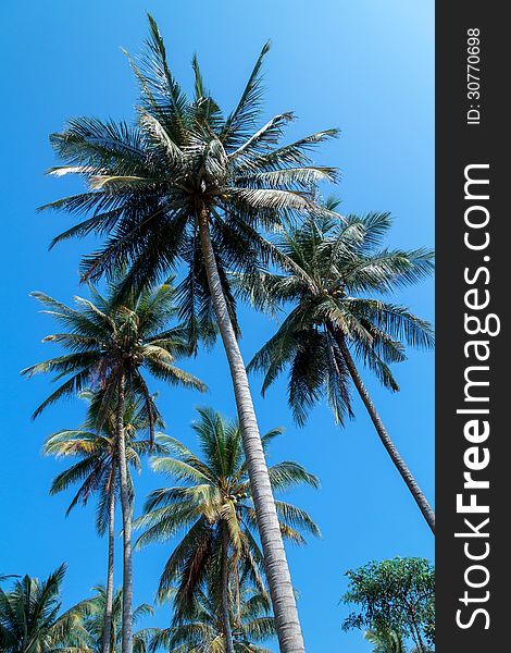 Coconut on the blue sky. Coconut on the blue sky