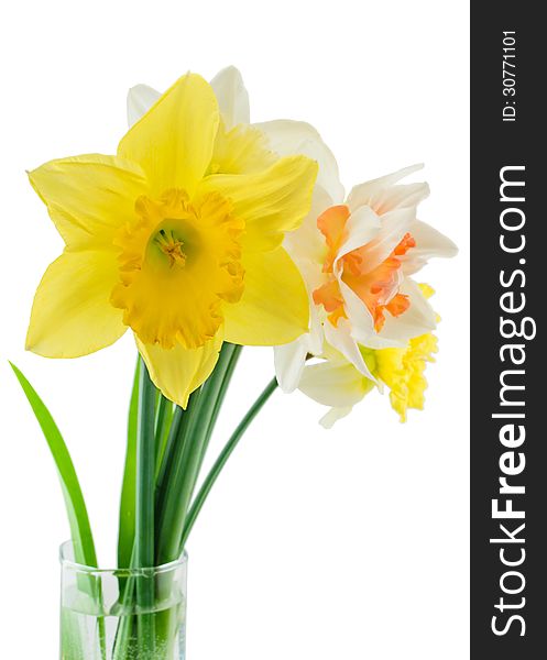 Narcissuses in a glass isolated on a white background