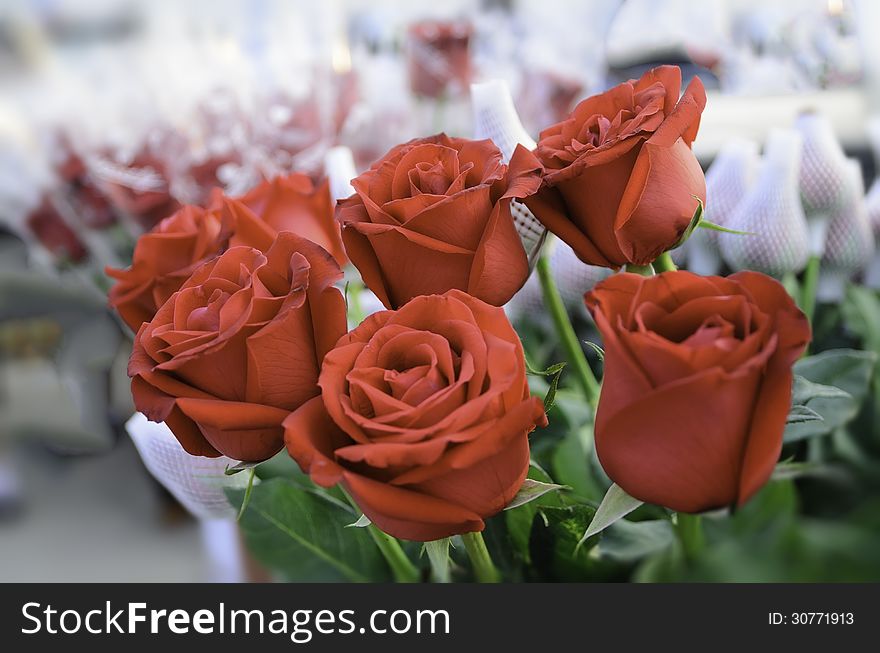 Rose bouquet using in wedding or any greeting ceremony. Rose bouquet using in wedding or any greeting ceremony