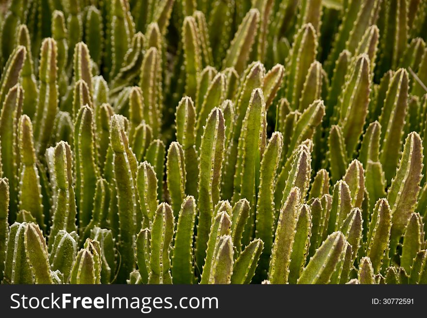 Cacti growing near a rock. Cacti growing near a rock.