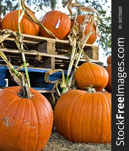 Harvest fair with nice bright orange pumpkins.