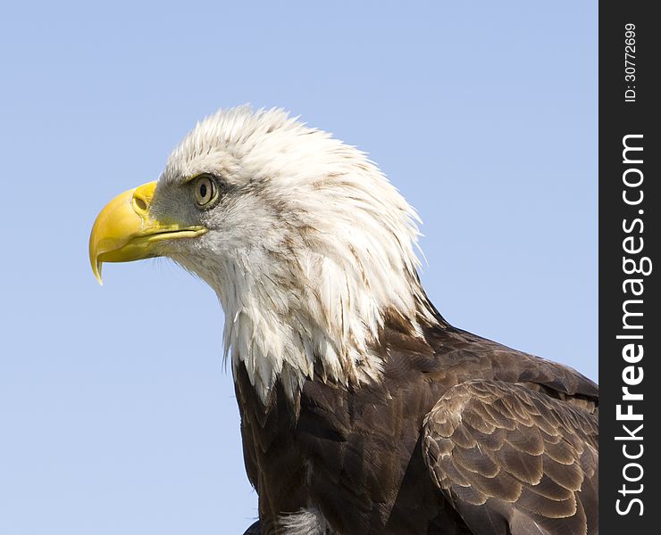 Immature bald eagle looking away.