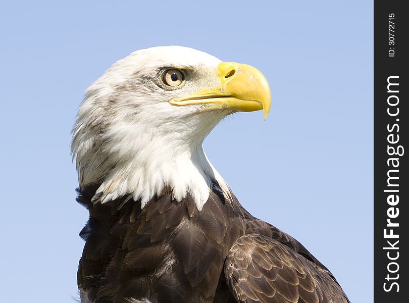 Closeup of an American Bald Eagle.